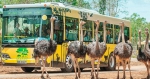 Vinpearl Safari Phu Quoc| Dalaco Travel